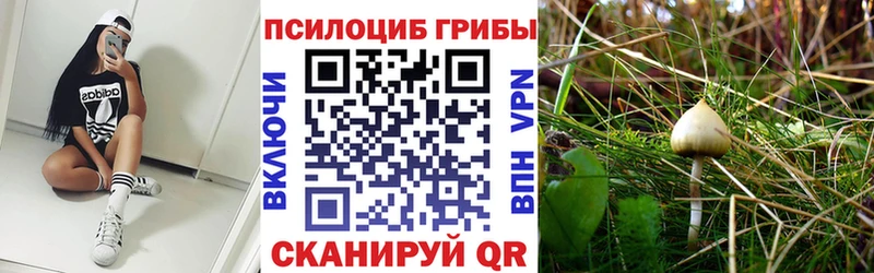 Галлюциногенные грибы Cubensis Купить закладки Дубовка